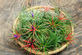 9 Red Tillandsia Air Plants Live House Plant, 9 Plants, Air Plants for Garden, Tillandsia Plants Live, Sucullent Plants Live