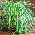 Airplane Spider Plant Live, Curly Spider Plants Live Houseplant in 4 Inches Pot, Indoor Oudoor Decor, Can Grow in Hanging Basket