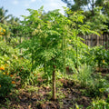 2PPP Moringa Oleifera Live Plant, 4–8 Inches Tall, Tree for Home Gardens