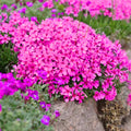 Pink Creeping Phlox Plants, Starter Phlox Live Plant, Well Rooted, Perennial Ground Cover, 1-3" in Tall, No Pot