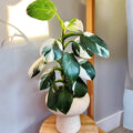 Philodendron Plant in 4 Inch Pot, Tropical Indoor Houseplant, Easy Care Foliage Plant for Home, Office, or Patio (White Variegated Philodendron)