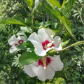 Rose of Sharon Plant, Hardy Althea Hibiscus Flowering Shrub in 4'' Pot, Outdoor Garden Starter Plant for Landscape or Hedge (White Pink)