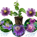 2 Abundant Bloom Lavender Passion Flower Plants Live, Passiflora Live Plant for Trailing, Climbing Trellis Outdoor, 5-9" in Tall, Perennial, Fragrant