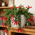 Random Lipstick Plans Live Houseplants in Pot, Aeschynanthus Red Flower Vine Décor Office, Desk Indoor Outdoor Growing