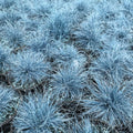 3 Pots 6 Plants Blue Fescue Grass Plants Live, Cold Hardy Ornamental Grass for Outdoor Home Décor