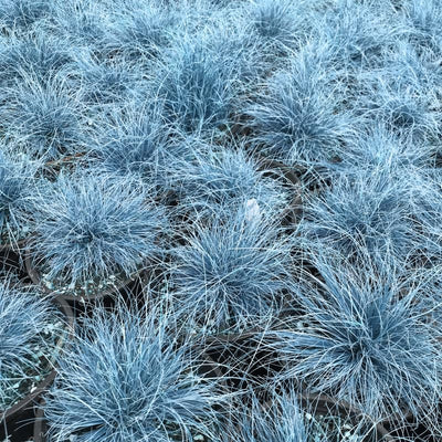 3 Pots 6 Plants Blue Fescue Grass Plants Live, Cold Hardy Ornamental Grass for Outdoor Home Décor