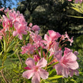 Pink Oleander Plant Live, Oleander Flowering Bush 4-8'' Tall, Shrub Live Plant for Indoor Outdoor Landscape