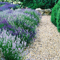 4 Lavender Plants Live Outdoor Indoor, Cold Hardy Fragrant Perennial Herb for Garden and Landscape, 4-8 Inch Tall (Mix Lavender)