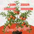 Honey Crisp Apple Tree Live Plant 6-10" Tall