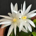 Easter Cactus Plant in 4'' Pot, Spring Blooming Succulent, Holiday Cactus, Indoor Flowering Houseplant (White Blooms)