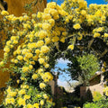 Yellow Rose Live Plant, Can Grow As Rose Bushes Shrubs or Climbing, Fragrant Ready to Plant, Starter Size, 5 to 10 Inc Tall, Dormant in Winter