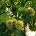 Hardy Chestnut Tree Live Plant 6-12 Inches Tall