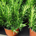 Set 3 Rosemary Plants, 3 to 6 Inch Tall Starter Plant, Without Pot, Rosemary Herb Plant for Garden