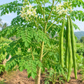 Live Moringa Tree, Moringa Oleifera Plant, 4-8 Inches Tall