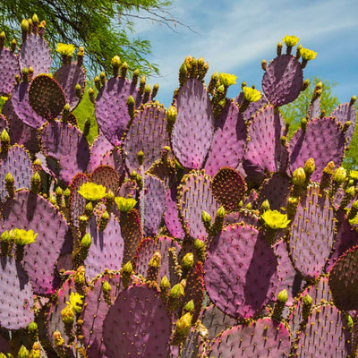 Purple Prickly Pear Plant, Prickly Pear Cactus Live Plant, 3-5 Inch, Outdoor Growing