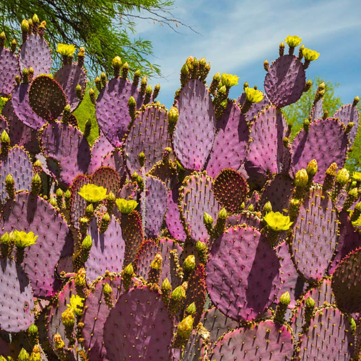 Purple Prickly Pear Plant, Prickly Pear Cactus Live Plant, 3-5 Inch, Outdoor Growing