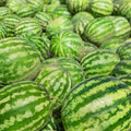 Watermelon Plant, Red Watermelon Plants Live, 4-6 Inches Tall, Fast Growing and Sweet Fruit for Outdoor Gardening or Backyard, 2 Plant Per Pot