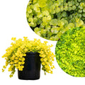 Golden Creeping Jenny Plug Plant, Perennial Ground Cover, Vibrant Golden Trailing Vine, 2-5 Inches Tall for Indoor Outdoor Planting