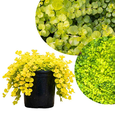 Golden Creeping Jenny Plug Plant, Perennial Ground Cover, Vibrant Golden Trailing Vine, 2-5 Inches Tall for Indoor Outdoor Planting