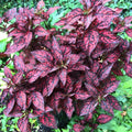 Red Polka Dot Plant, Polka Dot Plant Live Houseplants 3 Inches Pot