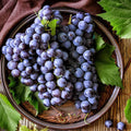 Purple Seedless Grape Vine, Hardy Grape Plant Live, 1-2 Years Old for Home Gardens, Trellises