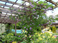 Purple Wisteria Tree Vine Plant Live 6 to 15 Inch Tall, for Planting Outdoors, Wisteria Tree Live Plant