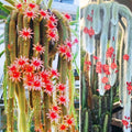 Trailing Monkey Tail Cactus Live Plant, Rare Hanging Cactus Succulent, 5-8 Inch Tall Well-Rooted Bareroot
