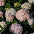 Blue Pink to Purple Hydrangea Flower Live Plant 4" Pot, Hydrangea Shrub Flower Plants for Outdoor or Indoor Planting, Change Color Perennial Plant