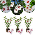 3 White Red Rose of Sharon Live Plant, Ornamental Flower Shrub, 2 Inch Tall