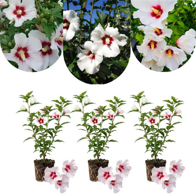 3 White Red Rose of Sharon Live Plant, Ornamental Flower Shrub, 2 Inch Tall