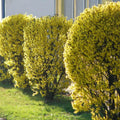 Dormant Forsythia Shrub Plant Live, Vibrant Yellow Flowers Forsythia Bush in Quart Pot, Outdoor Growing