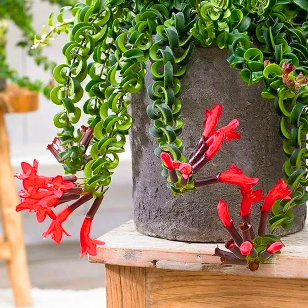 Curly Lipstick Plants, Red Aeschynanthus Lipstick in 3 Inch Pot, Indoor Houseplant Planting