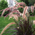 2 Purple Fountain Grass Plants, 4-9 Inch Tall Perennial Grass Clumps for Outdoor Growing, Ornamental Grasses Plants
