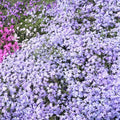 Light Lilac Creeping Phlox Plant in Quart Pot, 3-6" Live Garden Phlox Plants, Pink Blooms, Perennial Groundcover