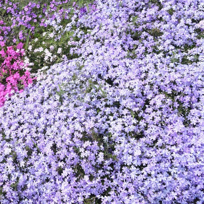 Light Lilac Creeping Phlox Plant in Quart Pot, 3-6" Live Garden Phlox Plants, Pink Blooms, Perennial Groundcover