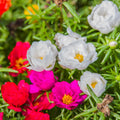 Set 4 Mixed Portulaca Plants 4-7 Inches, Vibrant, Low Maintenance Moss Rose Flowers for Garden Beds, Containers and Patios