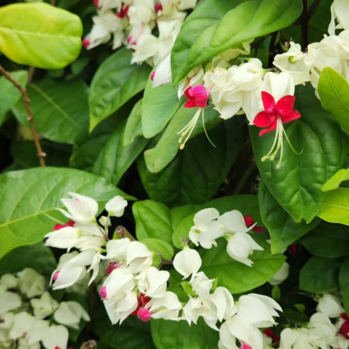White Red Bleeding Heart Live Plant, Trailing Clerodendrum Plants Live for Planting Outdoor, 4'' Pot