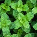 2 Peppermint Live Plants, Peppermint Herbs Plants, 4-6 Inch Herb Starter Plants, Bare Root, Fragrant Leaves