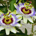 Blue Passion Flower Plant Live, 3 Inc Pot, Passiflora Flowering Vine Live Plant, Easy to Plant