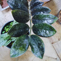 2 ZZ Plants, Black ZZ Trees Live Plants, Houseplant from 4 to 6 Inc Tall, Home Decor