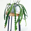 Fishbone Cactus Plants Live for Hanging Basket, Starter Size 2" Pot, Houseplants Epiphyllum Plant, RIC Rac Cactus Plants Live, Pink White Blooms