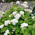 White Geranium Plants Live, Hardy Annual Geranium Live Plant from 3 Inc, Flowers Planting for Outdoor, Indoor Garden