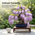 Purple Wisteria Plant in 4 Inch Pot, Wisteria Vine Starter, Hardy Climbing Flowering Vine for Trellis, Arbor or Garden
