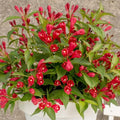 Red Weigela Live Plant for Garden, 4 Inch Pot Flower Plant, Red Weigela Bush Plants for Outdoor Garden