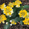 2 Yellow Lantana Plants Live Trees, Ready to Bloom, Hardy Long Blooming Seasons, Vibrant Colorful Perennial Fragrant, 5-10" in Tall, Full Sun Growing