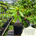 Dwarf Avocado Tree Plant Live, Cold Hardy Avocado Tree, 6-12 Inch Tall
