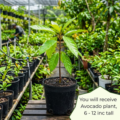 Dwarf Avocado Tree Plant Live, Cold Hardy Avocado Tree, 6-12 Inch Tall