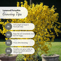 Dormant Forsythia Plant in 4 Inch Pot, Early Spring Blooming Shrub for Garden, Lynwood Gold Forsythia Bush Well Rooted
