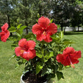 2 Red Hibiscus Plants, 3-5 Inch Tall Starter Plants - Live Hibiscus Flower Plants for Outdoor Garden, Patio, and Container Growing
