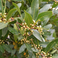 Bay Leaf Tree, Live Laurus Nobilis Plant in 4” Pot, 8-10" Sweet Bay Laurel Herb for Container or Garden Planting